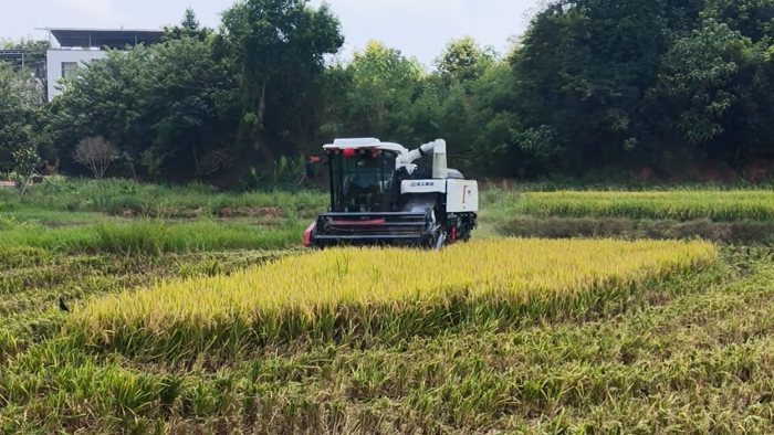 XR720跨区水稻机，高效作业促丰登